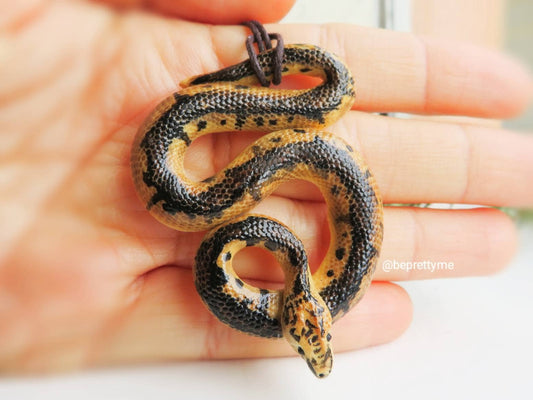 Clown Ball Python Pendant